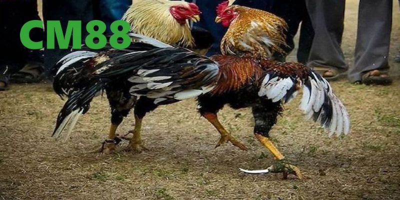 Giới thiệu về đá gà cựa sắt